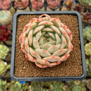 Echeveria 'Happiness' 2"-3" Succulent Plant Cutting