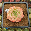 Echeveria 'Happiness' 2"-3" Succulent Plant Cutting