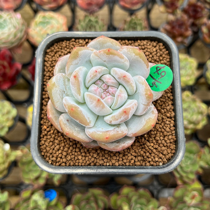 Echeveria 'White Peach' 2" Succulent Plant Cutting