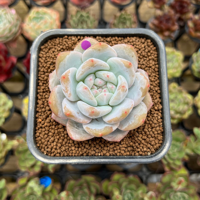 Echeveria 'White Peach' 2" Succulent Plant Cutting