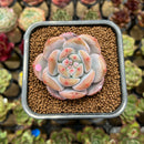 Echeveria 'White Peach' 2" Succulent Plant Cutting