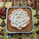 Echeveria 'White Peach' 2" Succulent Plant Cutting