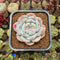 Echeveria 'White Peach' 2" Succulent Plant Cutting