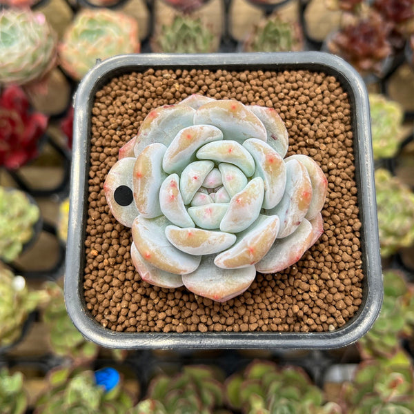 Echeveria 'White Peach' 2" Succulent Plant Cutting