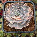 Echeveria 'Pollux' Variegated 4" Succulent Plant Cutting