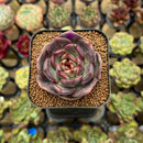 Echeveria 'Dark Chocolate' 2" Succulent Plant Cutting