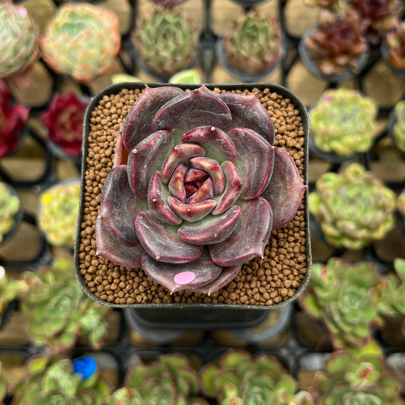 Echeveria 'Dark Chocolate' 2" Succulent Plant Cutting