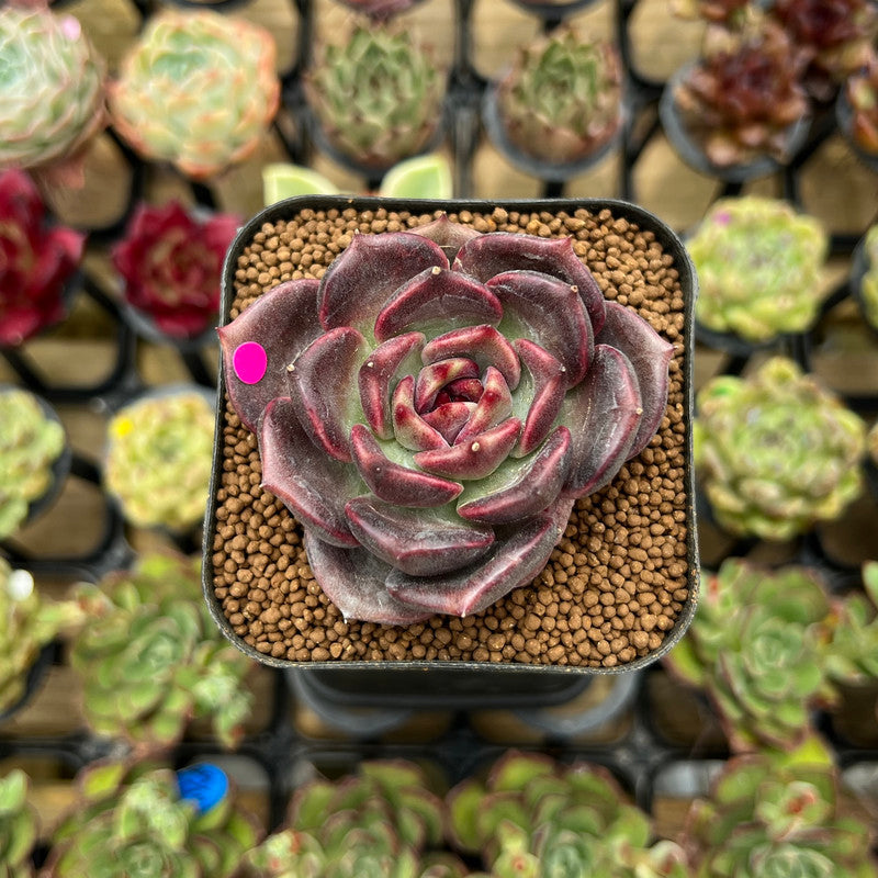 Echeveria 'Dark Chocolate' 2" Succulent Plant Cutting