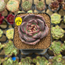 Echeveria 'Dark Chocolate' 2" Succulent Plant Cutting