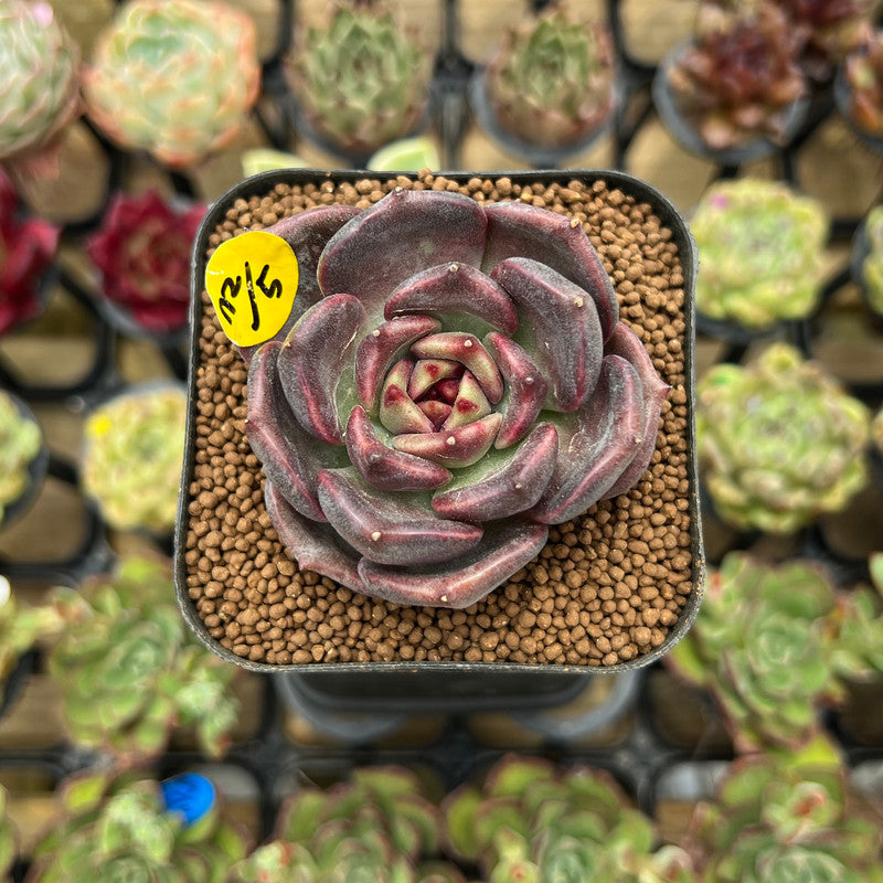 Echeveria 'Dark Chocolate' 2" Succulent Plant Cutting