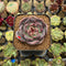 Echeveria 'Dark Chocolate' 2" Succulent Plant Cutting