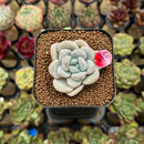 Graptopetalum 'Amaris' 1" Succulent Plant Cutting