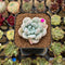 Graptopetalum 'Amaris' 1" Succulent Plant Cutting