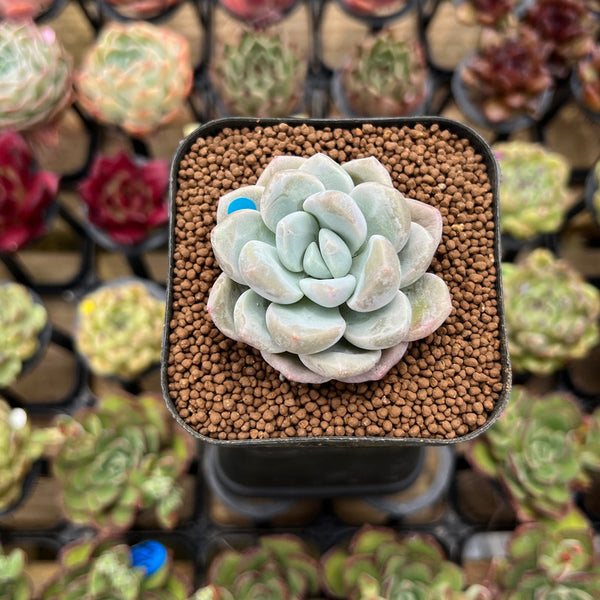 Graptopetalum 'Amaris' 1" Succulent Plant Cutting