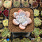 Graptoveria 'Montshell' 1" Succulent Plant Cutting