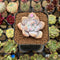 Graptoveria 'Montshell' 1" Succulent Plant Cutting