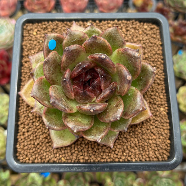 Echeveria 'Fresh' 2" Succulent Plant Cutting