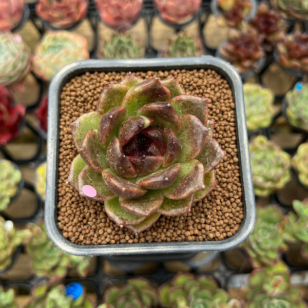 Echeveria 'Fresh' 2" Succulent Plant Cutting