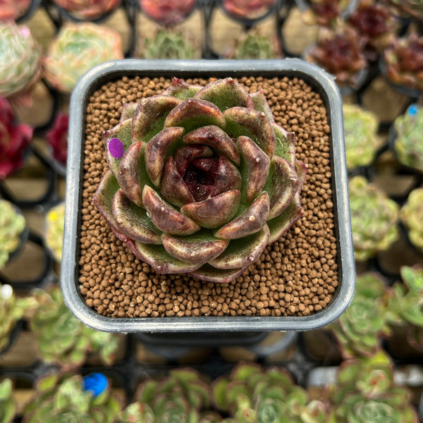 Echeveria 'Fresh' 2" Succulent Plant Cutting