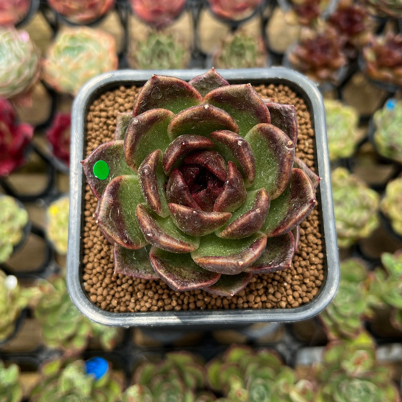 Echeveria 'Fresh' 2" Succulent Plant Cutting