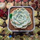 Echeveria 'Cream Cloud' 2" Succulent Plant Cutting