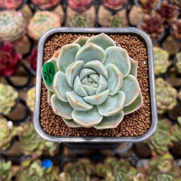 Echeveria 'Cream Cloud' 2" Succulent Plant Cutting