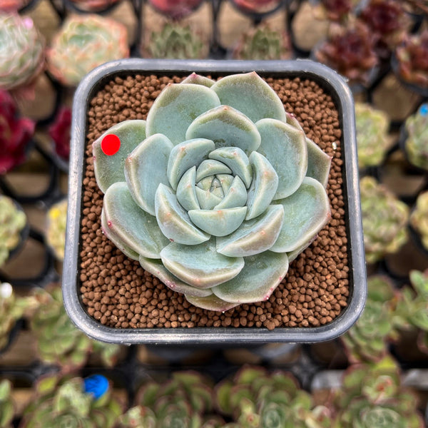 Echeveria 'Cream Cloud' 2" Succulent Plant Cutting