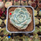 Echeveria 'Cream Cloud' 2" Succulent Plant Cutting