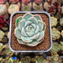 Echeveria 'Cream Cloud' 2" Succulent Plant Cutting