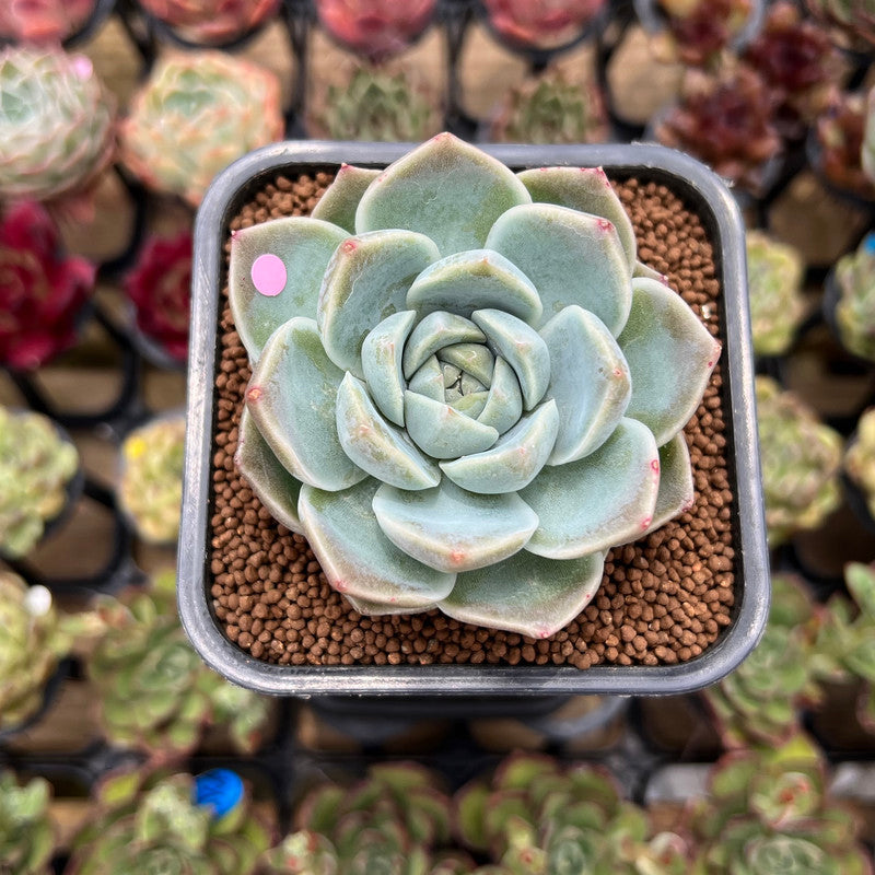 Echeveria 'Cream Cloud' 2" Succulent Plant Cutting