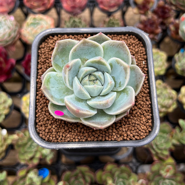 Echeveria 'Cream Cloud' 2" Succulent Plant Cutting