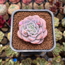 Echeveria 'Pink Shadow' 2" Succulent Plant Cutting