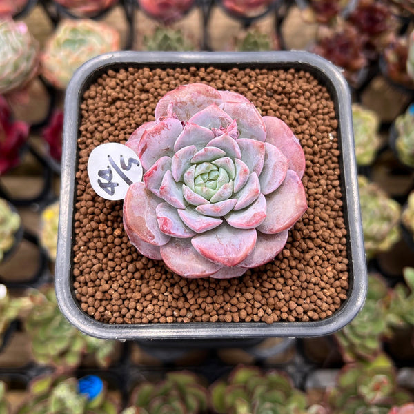 Echeveria 'Pink Shadow' 2" Succulent Plant Cutting