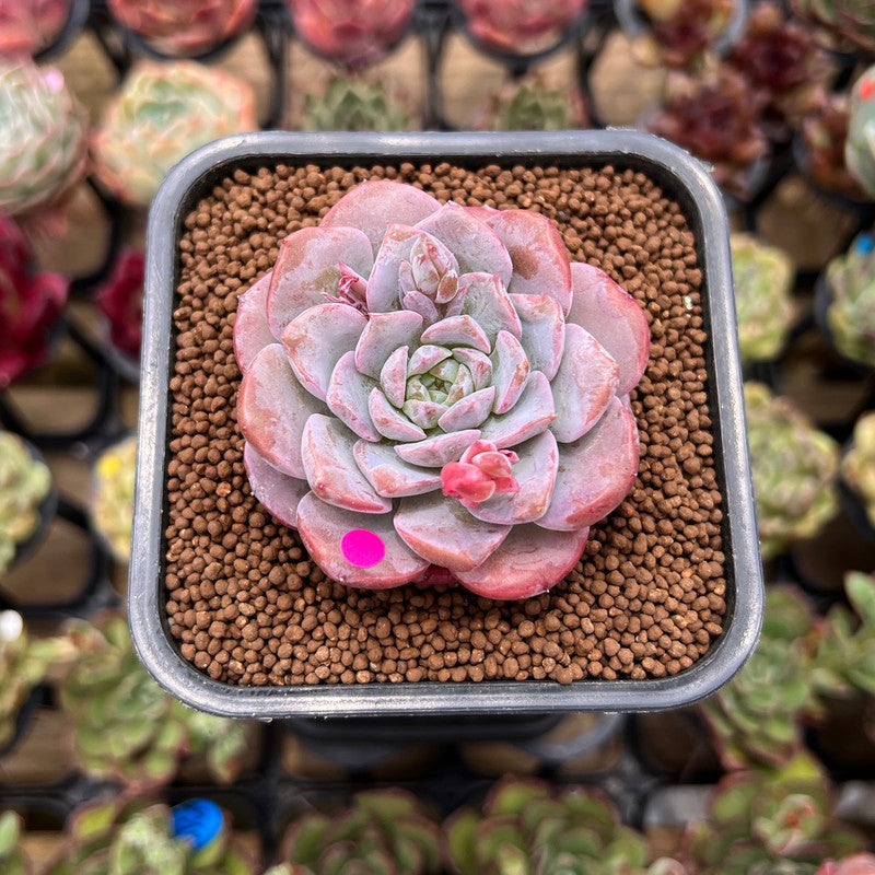 Echeveria 'Pink Shadow' 2" Succulent Plant Cutting