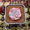 Echeveria 'Pink Shadow' 2" Succulent Plant Cutting