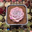 Echeveria 'Pink Shadow' 2" Succulent Plant Cutting