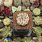 Echeveria 'Sakura Drop' 1" Succulent Plant Cutting