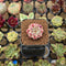 Echeveria 'Sakura Drop' 1" Succulent Plant Cutting