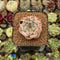 Echeveria 'Estrella' 1" Succulent Plant Cutting