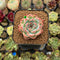 Echeveria 'Estrella' 1" Succulent Plant Cutting