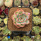 Echeveria 'Estrella' 1" Succulent Plant Cutting