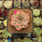 Echeveria 'Estrella' 1" Succulent Plant Cutting