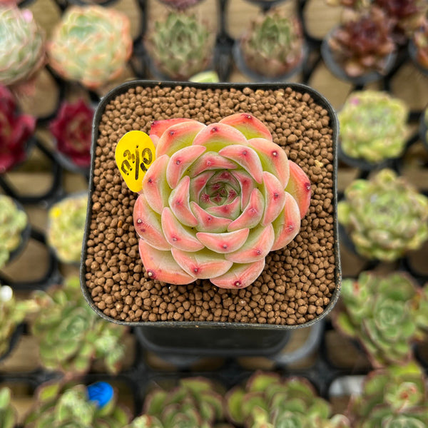 Echeveria 'Estrella' 1" Succulent Plant Cutting