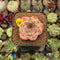 Echeveria 'Estrella' 1" Succulent Plant Cutting