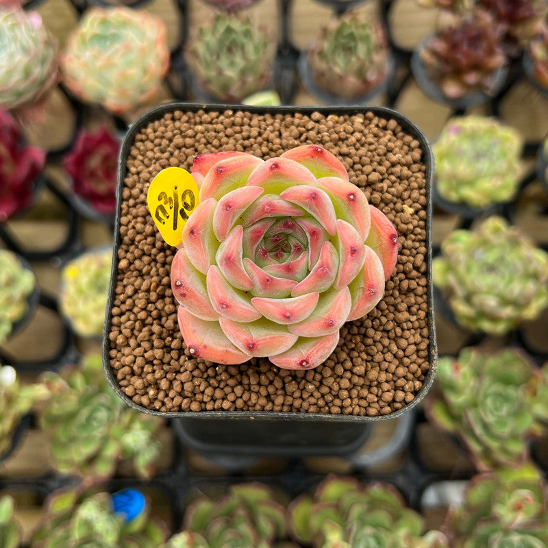 Echeveria 'Estrella' 1" Succulent Plant Cutting