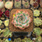 Echeveria 'Estrella' 1" Succulent Plant Cutting