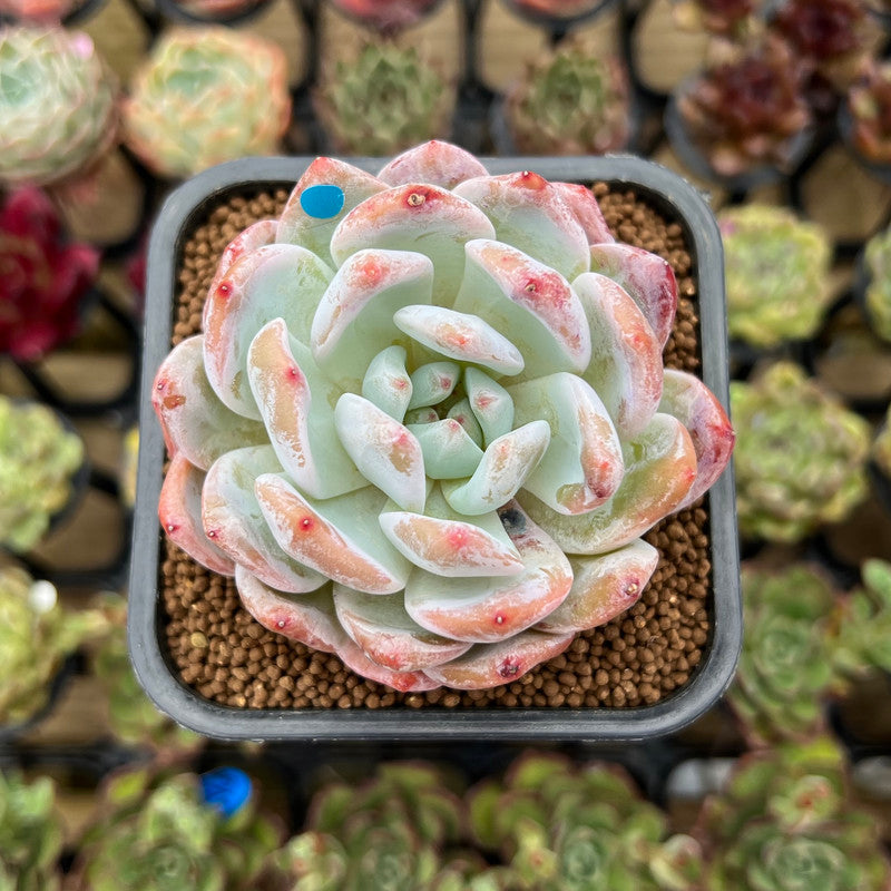 Echeveria 'Orange Monroe' 2" Succulent Plant Cutting