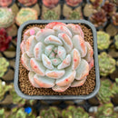 Echeveria 'Orange Monroe' 2" Succulent Plant Cutting