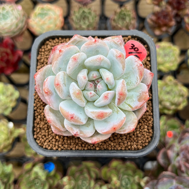 Echeveria 'Orange Monroe' 2" Succulent Plant Cutting