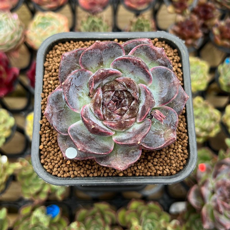 Echeveria 'White Soul' 2" Succulent Plant Cutting